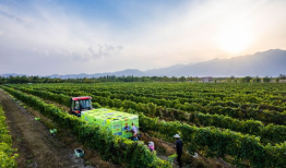 国产3p视频,揭秘激情背后的故事与争议