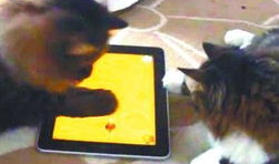 猫抓老鼠视频,一场欢乐的追逐战