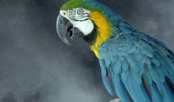 鹦鹉视频,智慧鸟儿的多彩生活瞬间