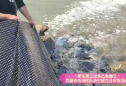 放生视频,人与自然和谐共生的美好瞬间