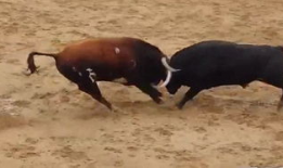 西班牙斗牛视频,揭秘西班牙斗牛场上的惊心动魄