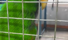 鹦鹉视频,智慧鸟儿的多彩生活瞬间