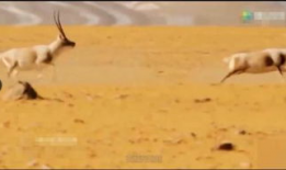 驴子交配视频,自然繁殖的奇妙瞬间