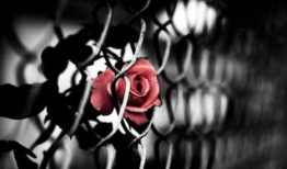 荆棘玫瑰,探寻爱与痛苦的交织之旅