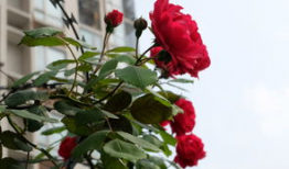 荆棘玫瑰,探寻爱与痛苦的交织之旅