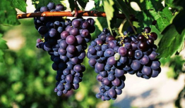 葡萄视频,探索短视频世界的魅力与奥秘