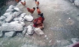 驴子交配视频,自然繁殖的奇妙瞬间