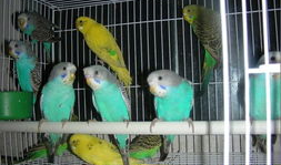 鹦鹉视频,智慧鸟儿的多彩生活瞬间