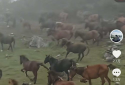 无马视频,揭秘马术运动的魅力与挑战